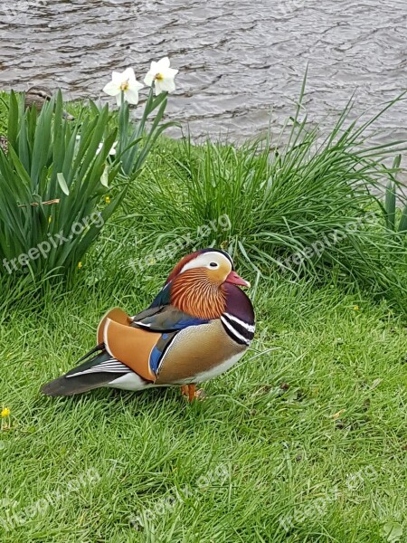 Mandarin Duck Animal Waterfowl Bird Duck