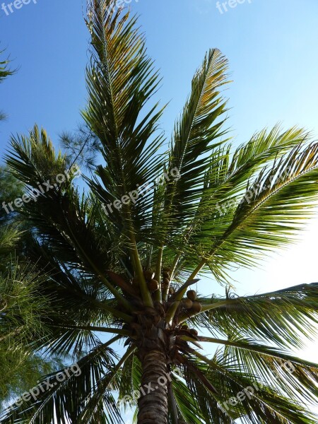 Palm Tree Freedom Holiday Free Photos