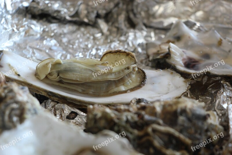 Oyster Oyster Roast Seafood Food Cooking