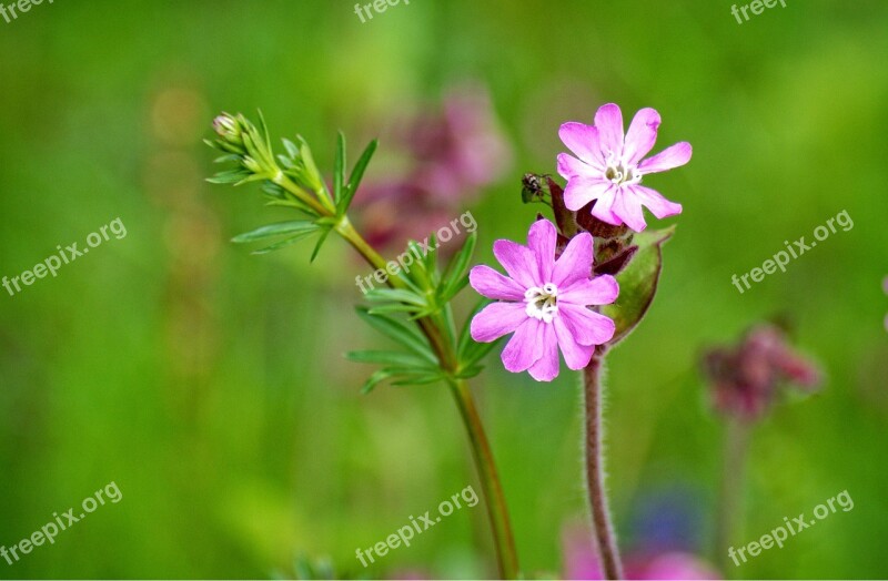 Red Campion Silene Dioica Red Catchfly Wild Flower Blossom