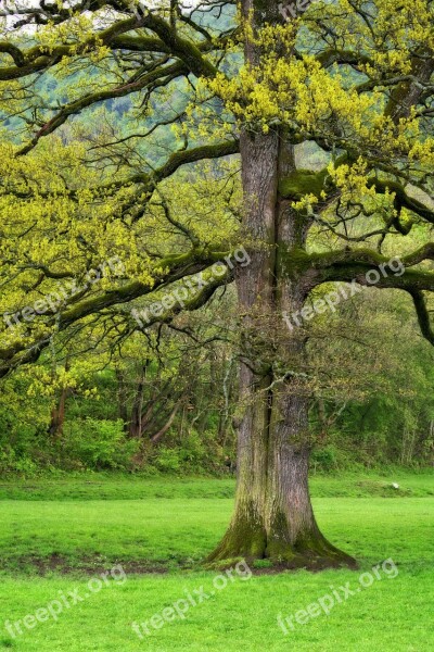 Tree Log Spring Bark Aesthetic