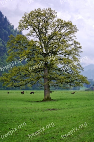 Spring Tree Individually Nature Meadow