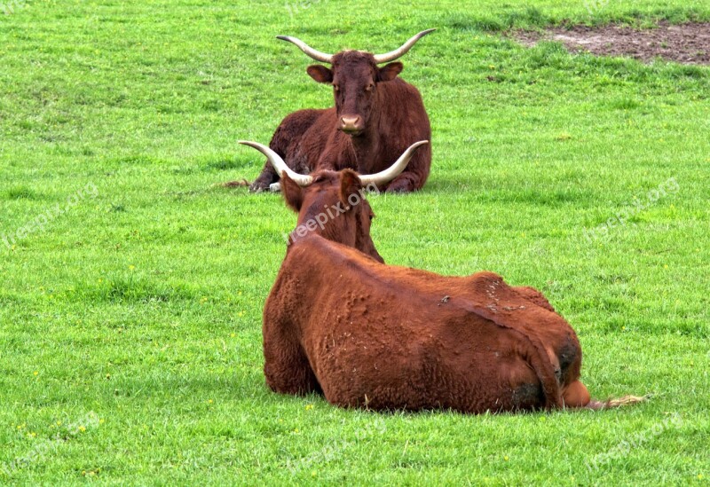 Beef Livestock Horns Agriculture Grass