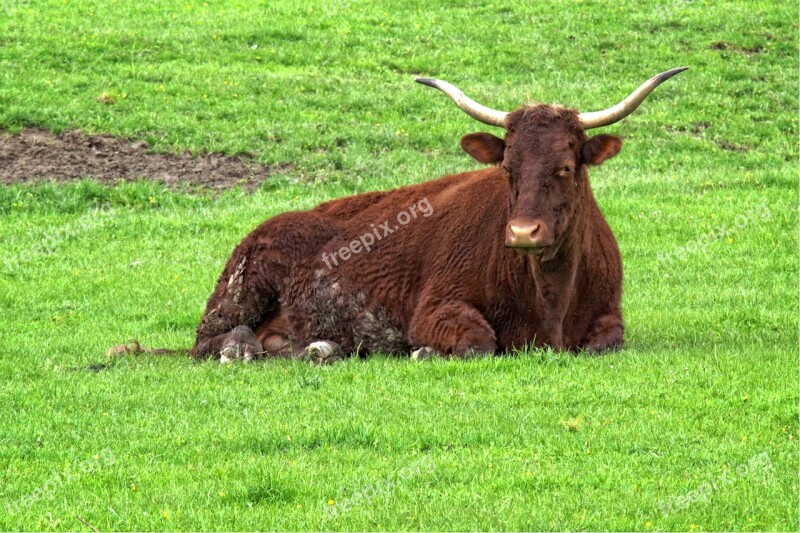 Beef Livestock Horns Agriculture Grass