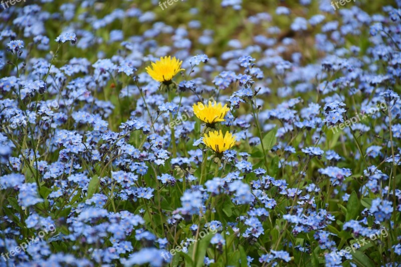 Forget Me Not Flower Meadow Wild Flower Blossom