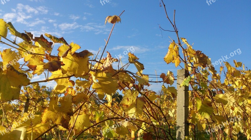 Grapevine Autumn Leaves Winegrowing Vine