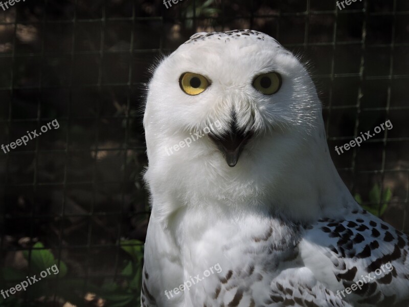 Snowy Owl Nyctea Scandiaca Owl Bird Animal