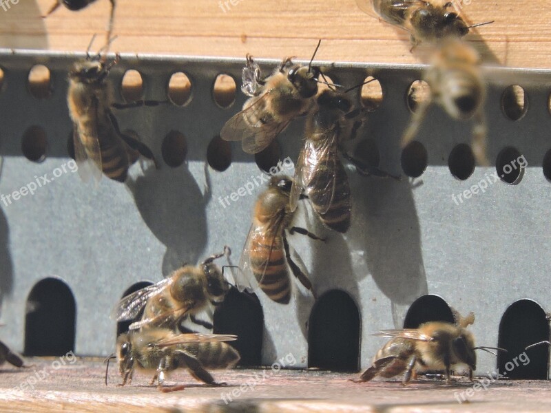 Bee Honey Bee Apis Mellifera Hive Bee Hive