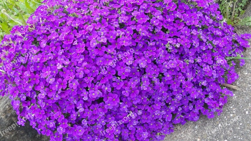 Aubretia Blue Pillow Violet Stone Garden Spring