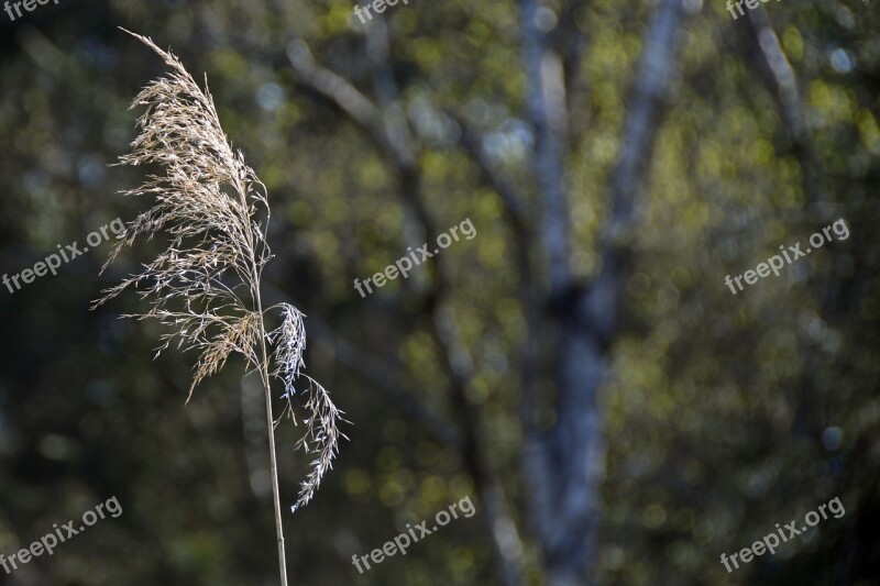 Reed Nature Pond Plant Close Up Plant