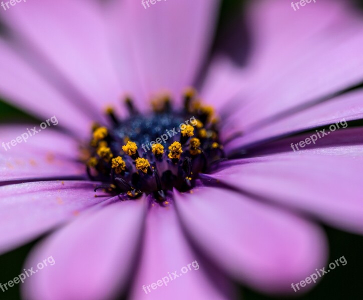 Gerbera Flower Color Daisy Spring