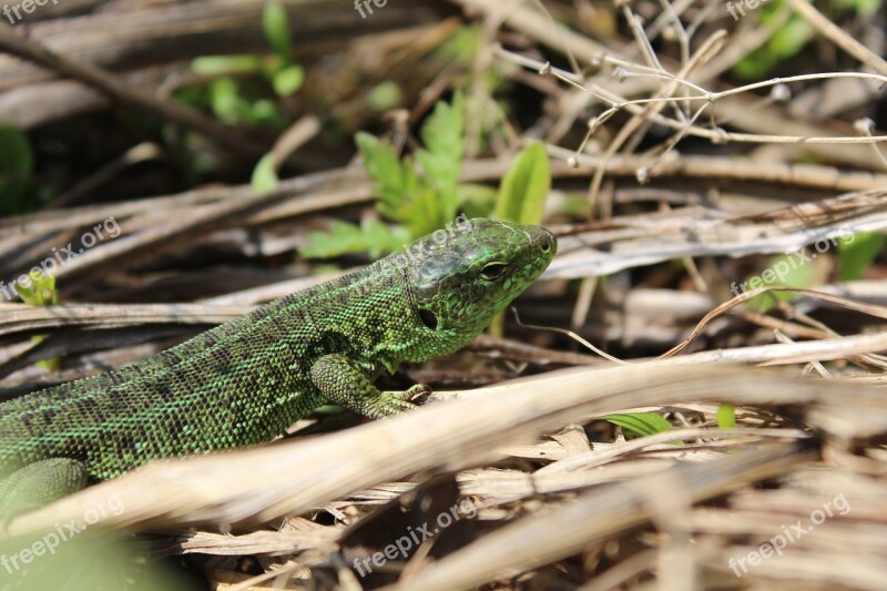 Wildlife Lizard Krupnyj Plan Free Photos