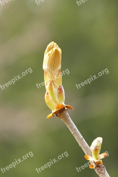 Bud Chestnut Foliation Spring Free Photos