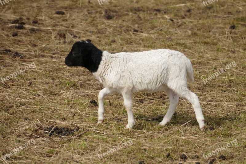 Goat Farm Black And White Small Goat Kid