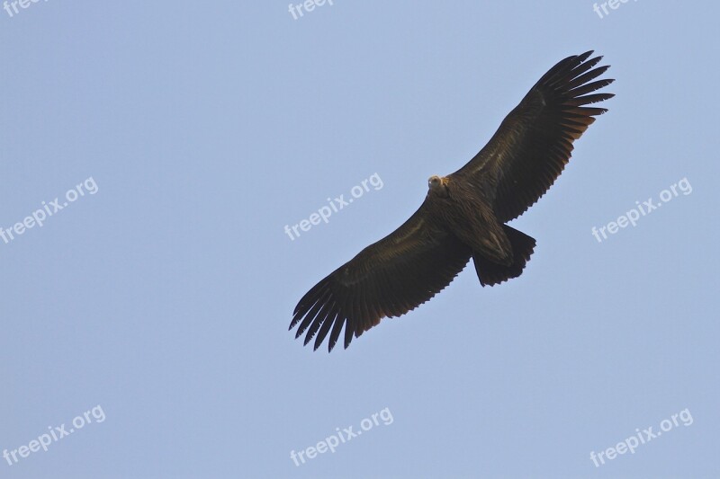 Bird Flying Blue Sky Fly Sky