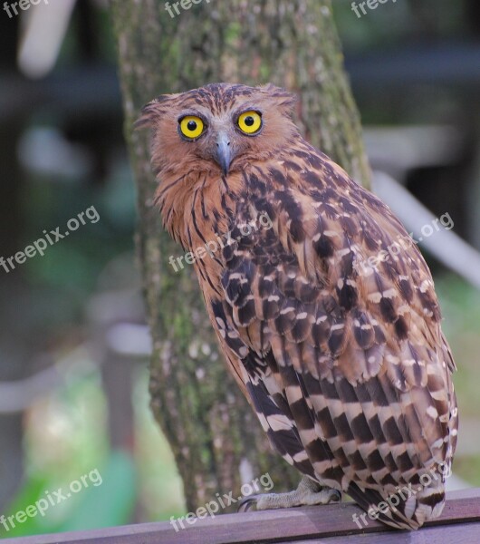 Owl Hawk Bird Free Photos