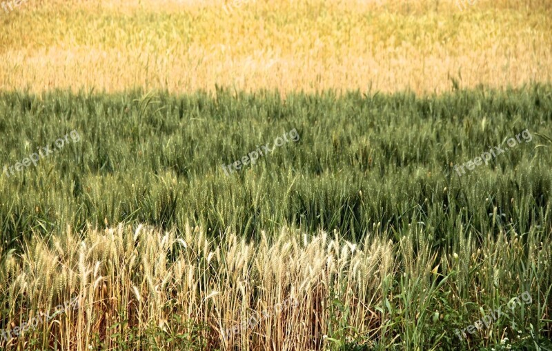 Wheat Field Crop Harvest Green