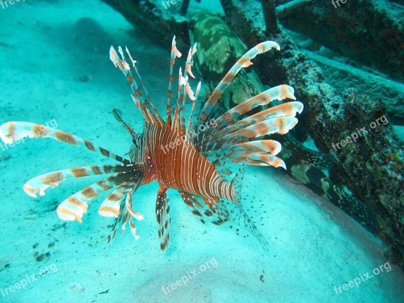 Lejonfish Red Lionfish Free Photos