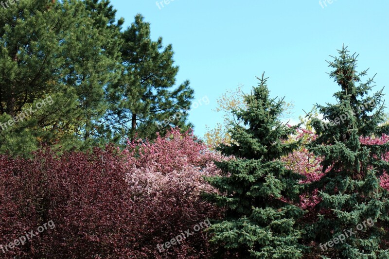 Flowering Trees Colorful Tree Spring Cherries