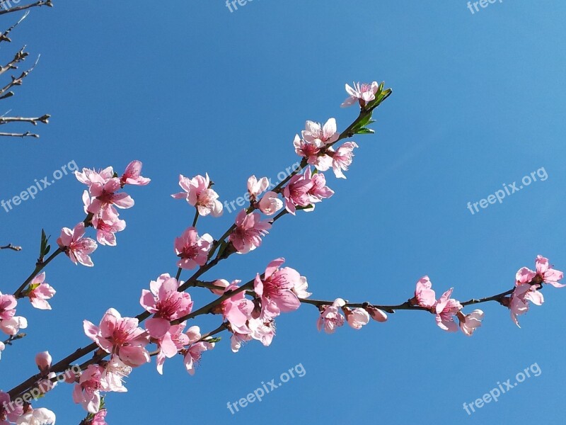 Cherry Blossoms Blossom Bloom Sky Spring