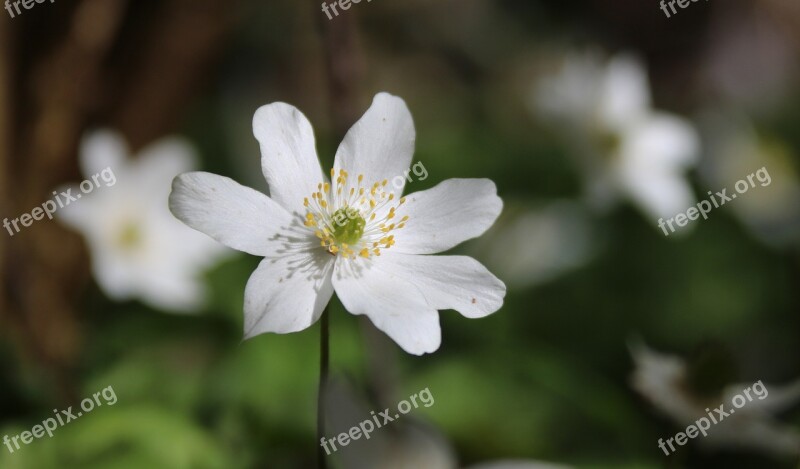 Flowers White Yellow Grass Green