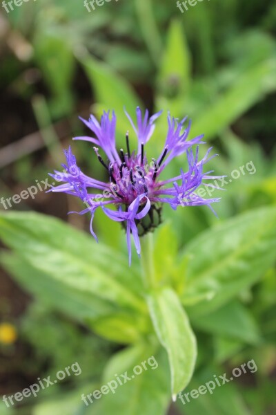 Cornflower Blue Plant Nature Free Photos