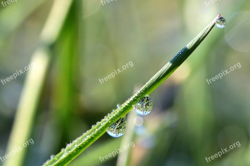 Drip Raindrop Drop Of Water Beaded Dewdrop