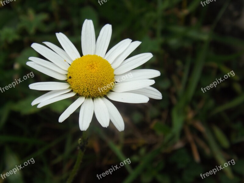 Margaret Flower Nature Yellow Macro