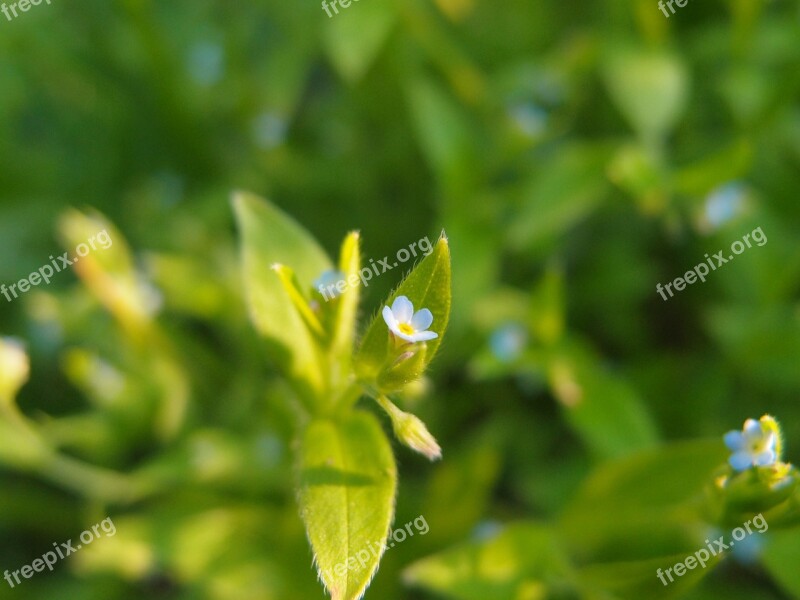 Flowers Macro Blue Flowers Flowers Of The Field Nature