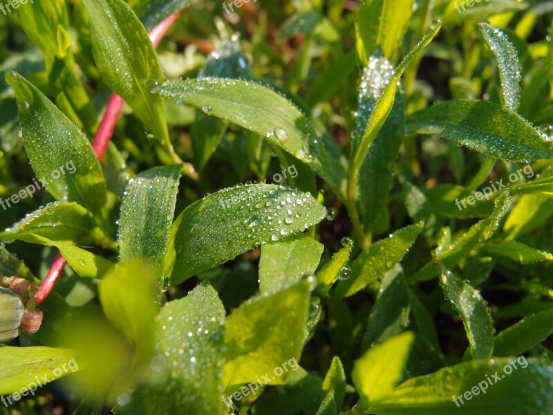 Grass Rosa Drops Green Greens