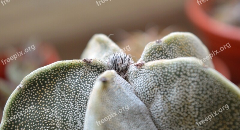 Astrophytum Cactus Succulent Indoor Plant Astrophytum Tysâčekrapinkovyj