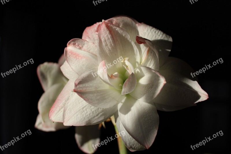 Amaryllis Flower Blossom Bloom White