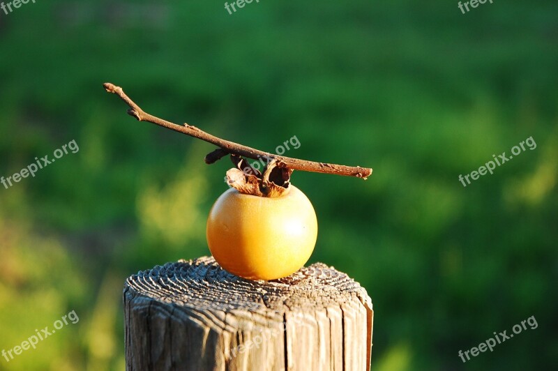 Autumn Persimmon Countryside Landscape At Dusk