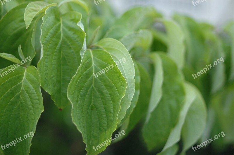 Dogwood Aoba Plant Spring Natural