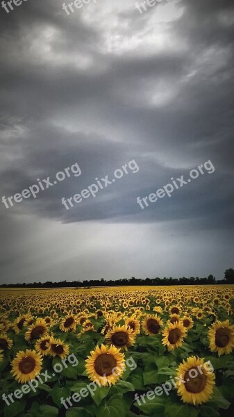 Sunflower Weather Light Clouds Stormy