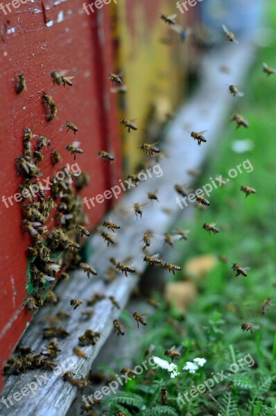 Bees Hive Flight Wood Free Photos