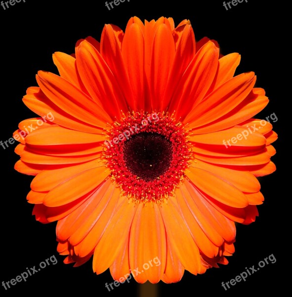 Marigold Flower Blossom Bloom Gerbera