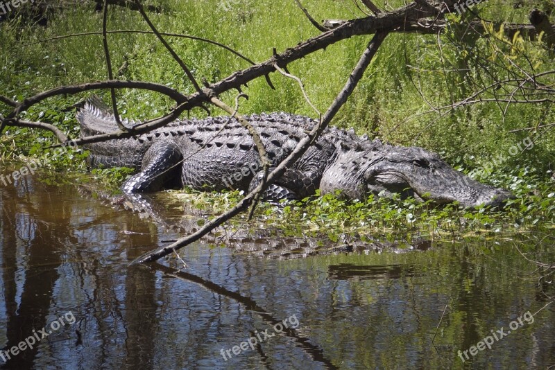 Alligator Water Sunning Bank Shore