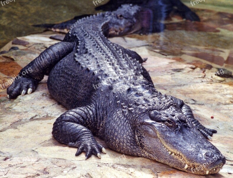 Alligators Rock Looking Wildlife Nature