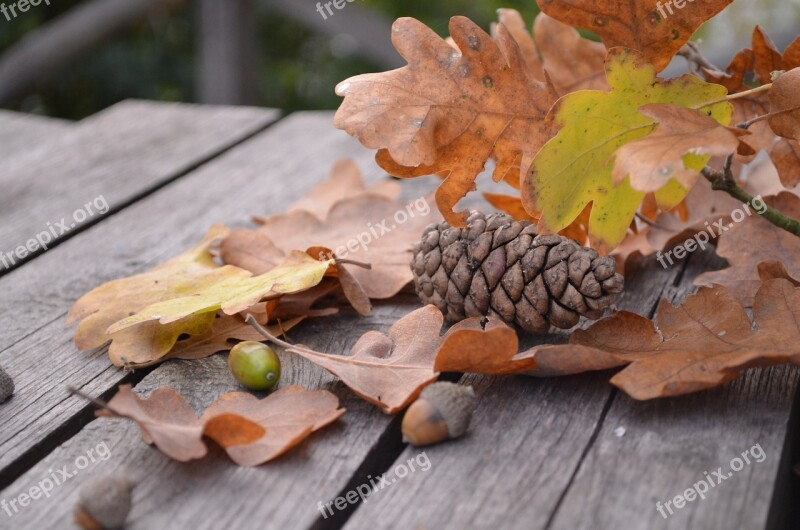 Pine Cone Autumn Leaf Oak Brown