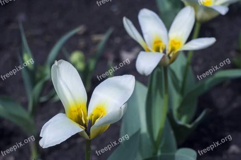 Flowers White Flower Summer Bloom Plant