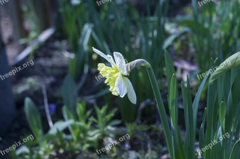 White Flower Bloom Nature Garden Plant