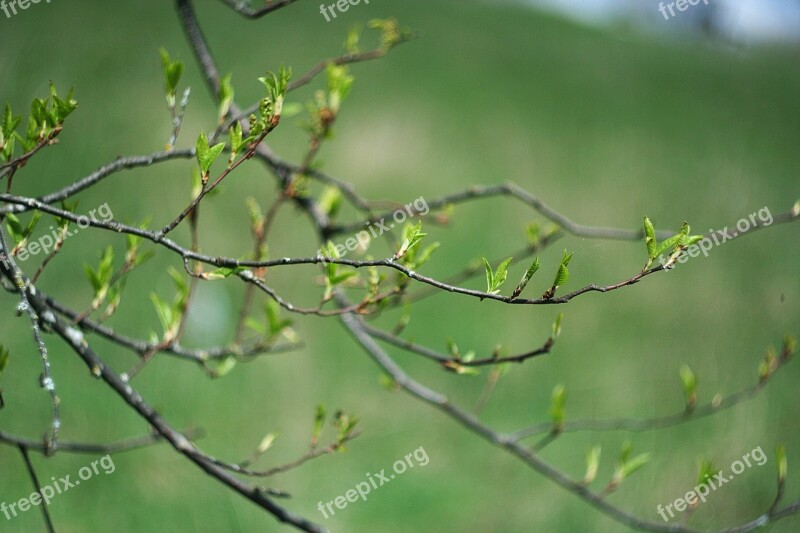 Leaves Bloom Tree Green Leaves Garden