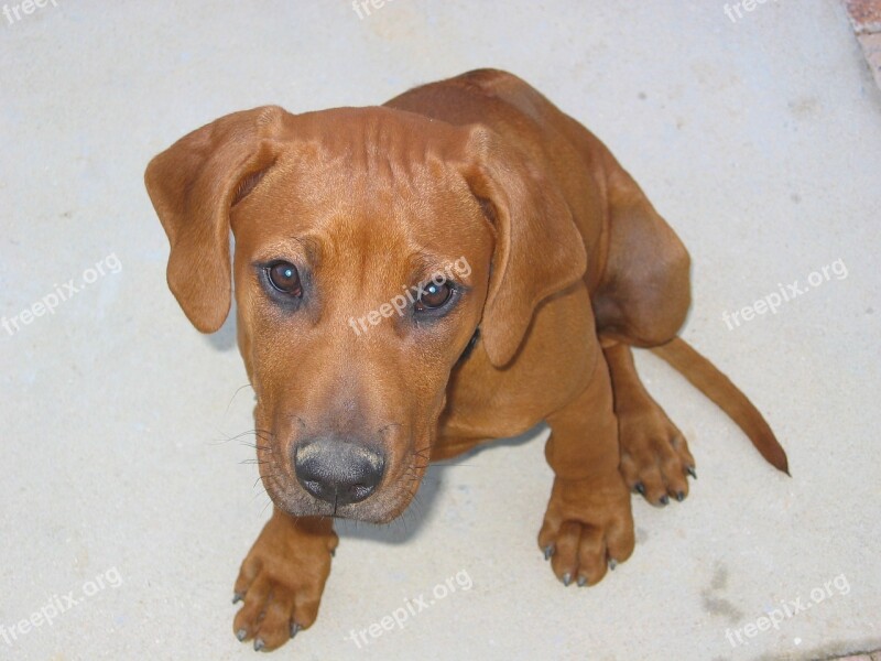 Dog Pets Ridgeback Canine Free Photos