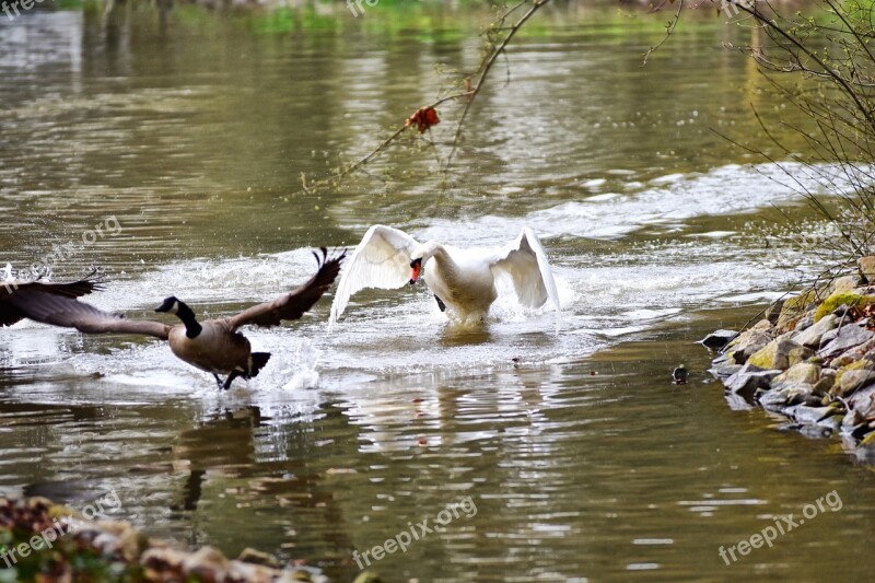 Swan Goose Water Bird Geese Lake