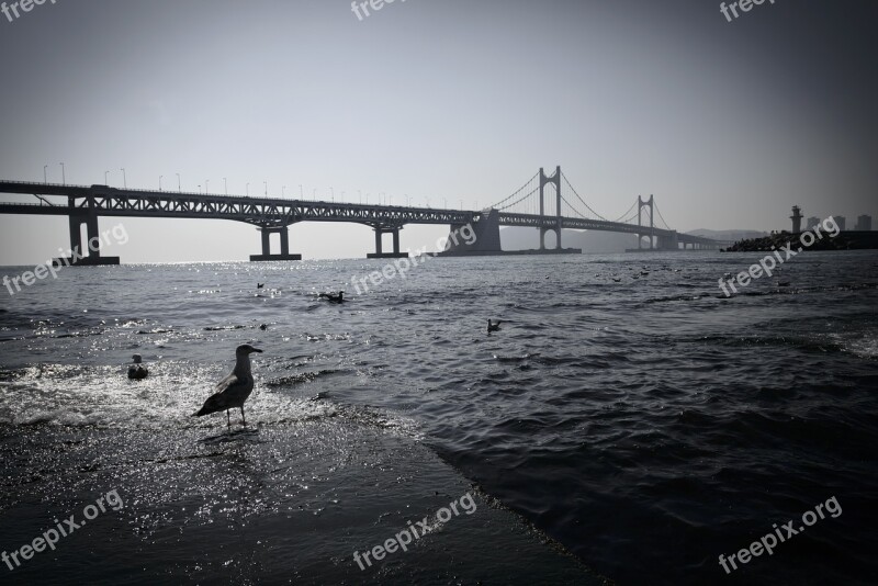 Gwangan Bridge Pigeon Sea Free Photos