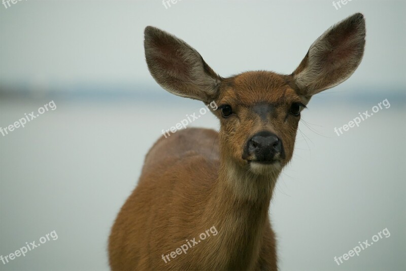 Deer Ears Looking Up Nose