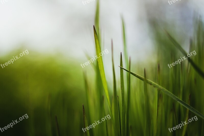 Grass Plant Plants Spring Meadow