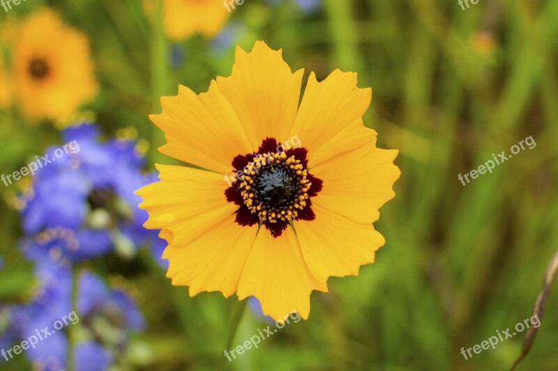 Coreopsis Basalis Wildflowers Mothers Day Nat Nature