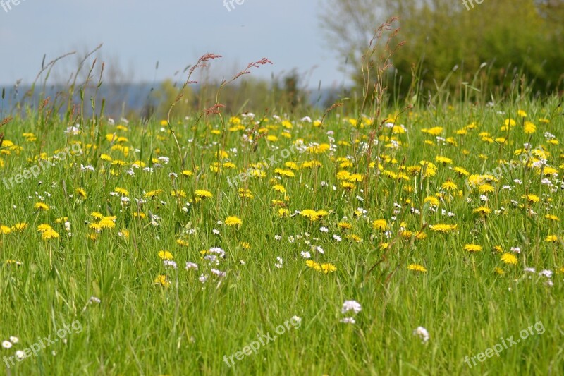 Meadow Spring Spring Meadow Dandelion Sun